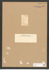 Synedra romana Rabenh. (de-Toni-Nr.: Genus 66, Species 2618) Zeichnungen Sammlung Grunow Nr. 5351 (NHMW-BOT-W0373760)